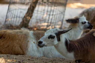 Lama Glama sıcak bir yaz gününde gölgede yerde yatıyor. Güney Amerika Camelid otlakta. Bir parkın bulanık arka planına karşı komik beyaz alpaka. Doğal arka planda Lama portresi. 