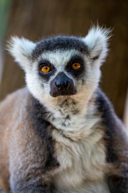 Taçlı lemur (Lemur Catta) portresi gözleri tamamen açık ve kameraya bakıyor. Yumuşak Madagaskar 'ın gri-siyah şişko komik lemurunu bulanık bir arka planda kapat. Çizgili kuyruklu memeli.