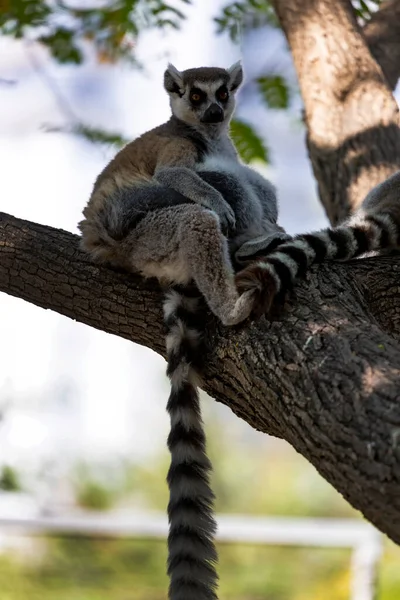 目を大きく開いてカメラを見て冠を被ったキツネザル Lemur Catta の肖像画 ふわふわのマダガスカル灰色の黒い脂肪面白いキツネザルが森の中の枝に座っています 縞模様の尾を持つ哺乳 — ストック写真