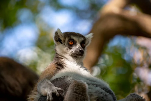 여우원숭이 Lemur Catta 마다가스카르 여우원숭이 나뭇가지에 있습니다 줄무늬가 포유류 나무에 — 스톡 사진