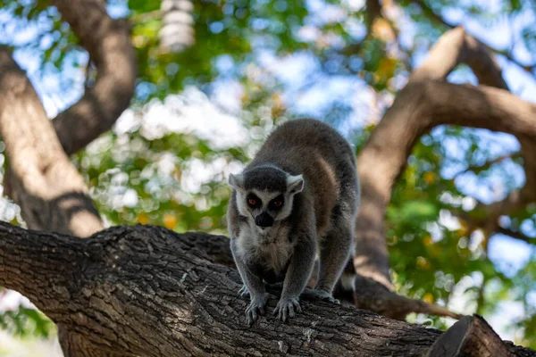 Ring-tailed lemur sitting on the tree. Crowned lemur (Lemur Catta) with eyes wide open . Fluffy Madagascar gray-black Fatty funny lemur sitting on the branch in the forest. Mammal with a striped tail