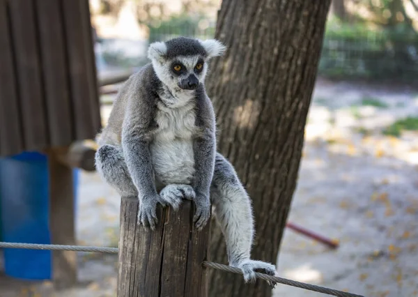 꼬리에 레몬을 그루터기에 나이테 여우원숭이가 있습니다 여우원숭이 Lemur Catta 나뭇가지에 — 스톡 사진