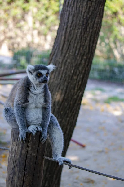 Anel Cauda Peludo Lemur Senta Toco Árvore Lémure Cauda Anelada — Fotografia de Stock