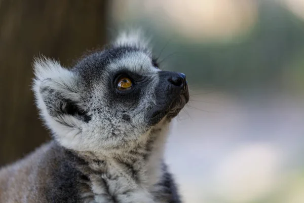 目を大きく開いてカメラを見て冠を被ったキツネザル Lemur Catta の肖像画 背景がぼやけているため ふわふわのマダガスカルの灰色の黒い脂肪面白いキツネザルのクローズアップ 縞模様の尾を持つ哺乳 — ストック写真