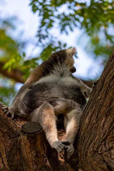 나이테 여우원숭이가 있습니다 여우원숭이 Lemur Catta 마다가스카르 여우원숭이 나뭇가지에 있습니다 — 스톡 사진