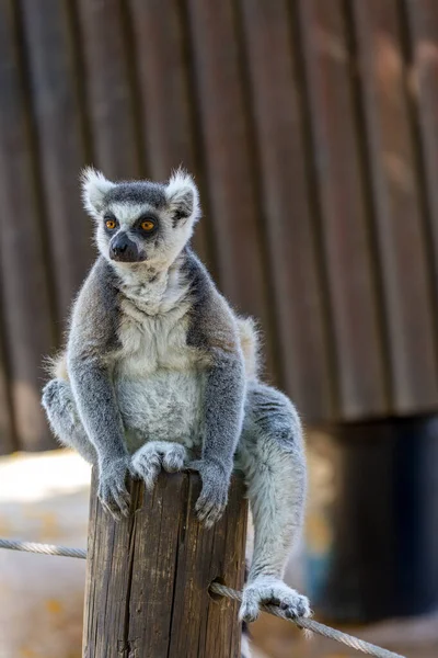 꼬리에 꼬리가 그루터기에 나이테 여우원숭이가 있습니다 여우원숭이 Lemur Catta 나뭇가지에 — 스톡 사진