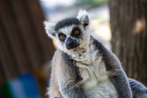 Lemur Koronowany Lemur Catta Szeroko Otwartymi Oczami Fluffy Madagaskar Szaro — Zdjęcie stockowe