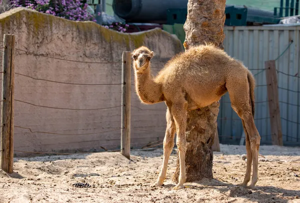 Mały Wielbłąd Stojący Farmie Wielbłądów Piasku Wielbłądy Dziecko Relaks Zoo — Zdjęcie stockowe