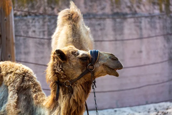 Wielbłądy Relaksujące Się Zoo Otwartymi Ustami Czekając Jedzenie Zamknij Portret — Zdjęcie stockowe