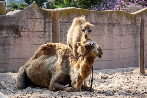 Dromedary Camel Mother Walking Her Calf Camels Farm Sand Baby — Stock Photo, Image