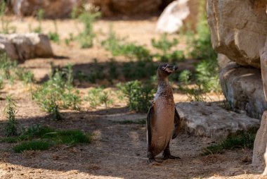 Penguen önde, yerde duruyor. Güney Amerika 'da yaşayan Humboldt Pengueni (Spheniscus humboldti). Humboldt pengueni ve içinde yüzdüğü soğuk su akıntısı kaşifin adını almıştır.