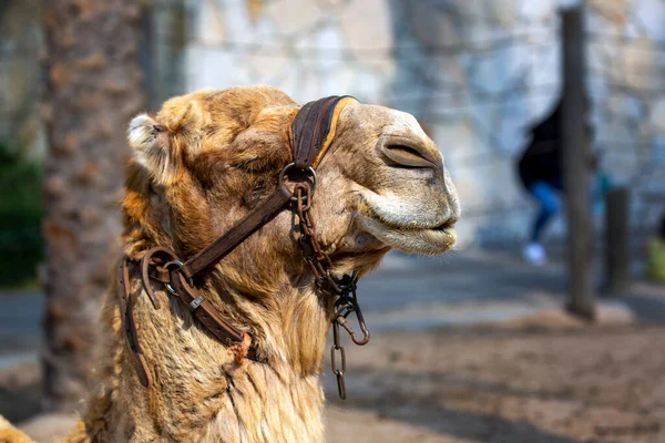 Wielbłądy Relaksujące Się Otwartymi Ustami Czekając Jedzenie Przycięte Zdjęcie Wielbłąda — Zdjęcie stockowe