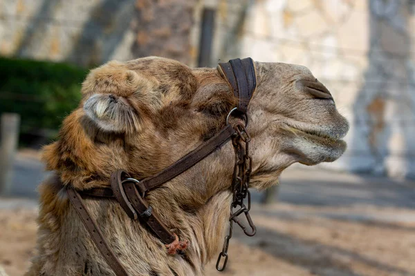 Profil Wielbłąda Spoczywającego Plaży Camel Bridles Patrząc Bok Zrelaksować Się — Zdjęcie stockowe