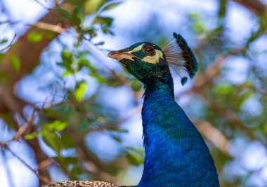 Dişi tavus kuşu yaprakların arasında yürüyor. Tavuskuşu kuşunu hayvanat bahçesindeki yeşil yapraklara karşı kapatın. Bir yaz günü gözü ile bakan iri yarı, vahşi bir hindi. Tavuskuşu Stoku Fotoğrafları