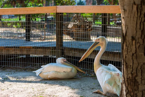 Dalmatský Pelikán Pelecanus Crispus Zůstává Zemi Poblíž Stromu Rostliny Rosy — Stock fotografie