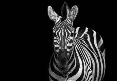 Zebra siyah beyaz portresi. Afrika vahşi hayvanı kameraya bakıyor. Zebra yüzeysel göz derinliği odaklandı. Ev içi poster ya da tablo tasarımı şablonu. Komik zebra surat.