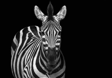 Zebra siyah beyaz portresi. Afrika vahşi hayvanı kameraya bakıyor. Zebra yüzeysel göz derinliği odaklandı. Ev içi poster ya da tablo tasarımı şablonu. Komik zebra surat.