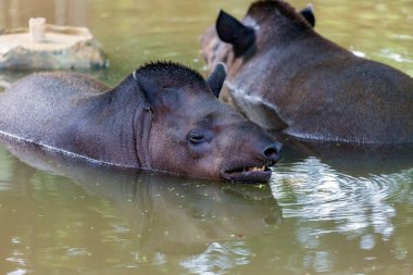 Güney Amerika tapir grubu (Tapirus terrestris), aynı zamanda Brezilya tapiri olarak da bilinir. Tapir Baird 'in otçul memelisi, kısa burunlu bir domuza benziyor.