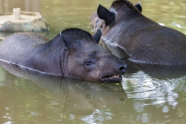 Grupo Antas Sul Americanas Tapirus Terrestris Também Conhecida Como Anta — Fotografia de Stock