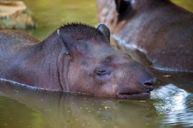 Tapir Baird 'in bir su birikintisinde yatan otçul memelisinin fotoğrafı. Su birikintisinde büyük tapirler (Tapirus terrestris) kapalı gözler ve komik ifade ile yansıma, seçici odaklanma