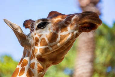 Mavi arka planda ağaç gövdesi yiyen büyük zürafa (Giraffa camelopardalis) portresi. Pozitif ve komik bir zürafa sahnesi, palmiye yapraklarına ulaşmak için boynunu uzatır, seçici bir odak noktası.