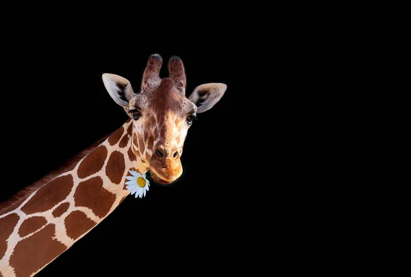 Giraffe Holding Flower Good Isolated Black Background Close Beautiful Somali — Stock Photo, Image