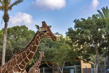 Zürafanın seçici odağı çok güzel ve komik. Zürafa portresi (zürafa camelopardalis) bir Afrika memelisidir. Arka planda palmiye yaprakları, mavi gökyüzü ve çekim havası var.