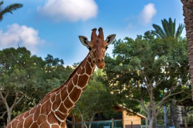 Zürafanın seçici odağı (veya zürafa) bazı ağaçların önünde, kameraya sanki bana bakıyormuş gibi bakıyor. Komik bir yüz ifadesi olan meraklı bir zürafanın portresi. Başı kapat.