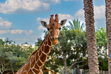 Uzun boyunlu güzel zürafanın seçici odağı. Gülümseyen bir zürafa portresi (zürafa camelopardalis), bulutların, mavi gökyüzünün ve yeşil ağaçların arka planında bulunan bir Afrika memelisidir. Komik hayvanlar yüzü