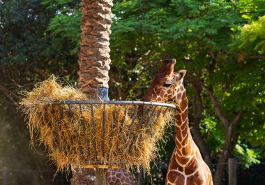 Genç zürafa yavruları saman sepetinden saman yerler. Safarideki hayvanlar için saman yemi. Küçük sevimli zürafanın samanlıkta kurumuş ot yediği fantastik bir sahne..