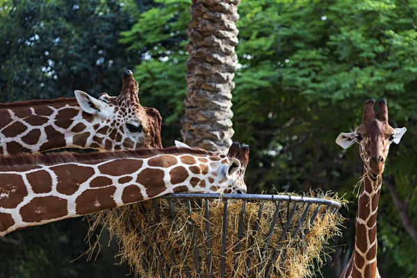 beautiful couple of giraffes and Young baby giraffe eat dry hay from a hay basket. Metal feeder for animals feeding equipment against trees. Family of giraffes eating dry grass from round hay feeder