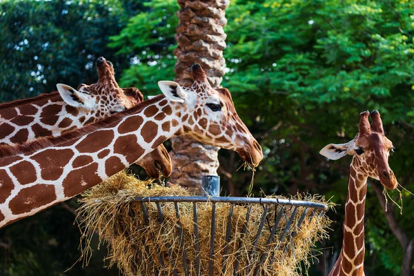 beautiful couple of giraffes and Young baby giraffe eat dry grass from a hay basket. Metal feeder for animals feeding equipment against trees. Family of giraffes eating dry grass from round hay feeder