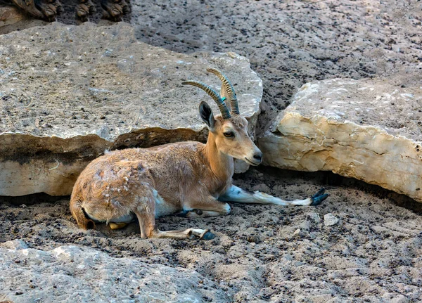Niedliche Berg Gazelle Israel Palästinensische Gebirgsgazelle Mit Hörnern Die Auf — Stockfoto