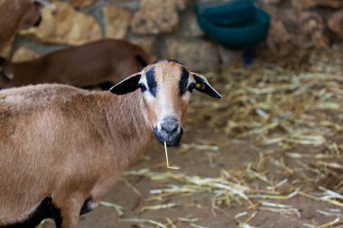Kahverengi keçi ağzında pipet tutuyor. Evcil hayvan, çiftlikte saman yiyen güzel keçi portresi ve kameraya bak. Tarım, sağlıklı gıda, keçi sütü kavramı