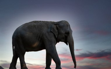 Gökyüzü arka planında büyük bir fil izole edilmiş. Yandan yürüyen yetişkin Afrika filinin fotoğrafı. Ayakta duran fil boyu kadar yakın. Kullanımı çok kolay kırpma yolu ile dosya içerir.