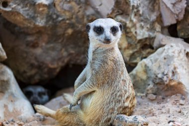 Suricata Suricatta 'nın kumun üzerindeki delikte dikey bir şekilde kameraya bakarken portresi. Önden Meerkat geliyor. Meerkat kaya deliğinden çıkıyor. Mirket mağara girişinde oturuyor.
