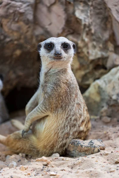 Vahşi Suricata Suricatta Kumun Üzerinde Delikte Kameraya Bakıyor Meerkat Portresi — Stok fotoğraf