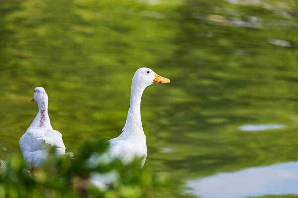 A pair of ducks on a river. This image shows cute ducks. The duck are swimming in a small lake. Side view of a Mallard floating on the water. Duck in water, Selective focus with shallow depth of field