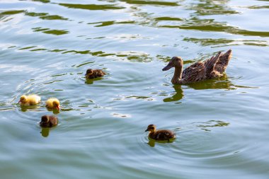 Güneşli bir günde bokeh arkaplanlı nehirde yaşayan küçük ördek yavrularıyla Mallard dişisinin seçici odak noktası. Renkli bir bahar mevsiminde kuluçkaya yatmış bir ördek. Anne ördekle ördek yavruları. Suda yüzen ördek yavrusu