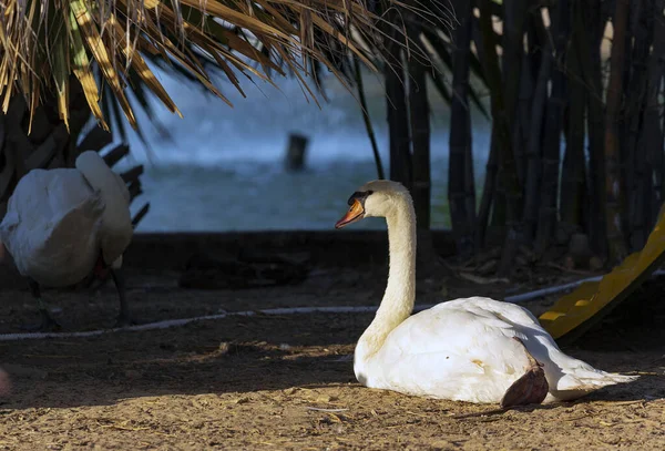Родина Білих Лебедів Відпочиває Мальовничому Озері Вибірковий Фокус Літній Садовий — стокове фото