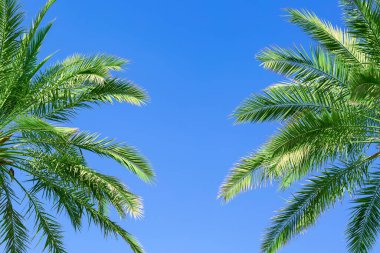Palmiye yapraklarının güzel bir kısmı açık mavi gökyüzü arka planına karşı. Güzel tropikal gökyüzüne karşı bir dal. Yaz şablonu. Çerçeve, palmiye izinlerinden kolaj, ortaya kopyalama alanı. Kenarlık