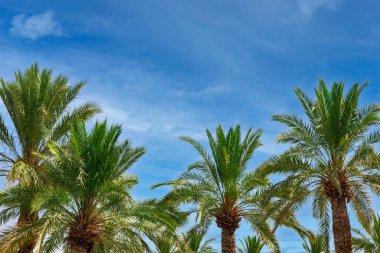 Hurma. Güneş ışığında palmiye ağacının tepesine bakıyorum. Mavi gökyüzü arka planında yeşil palmiye dalları fotokopi alanı, yaratıcı yaz tasarımı, şablon. Tropik gökyüzüne karşı palmiye ağaçlarının görüntüsü