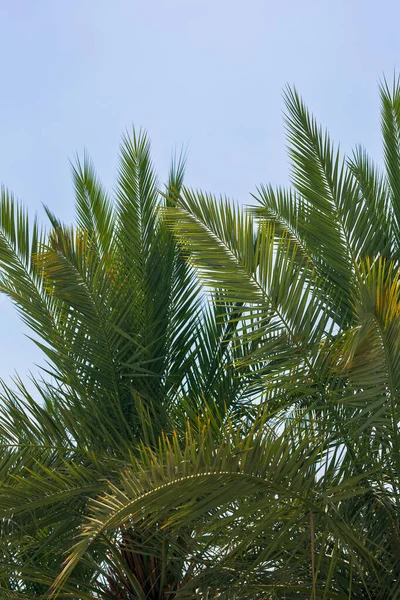 Tropical palm tree with lush green leaves with blue sky background - vertical photo. Travel, summer vacation concept backdrop, copy space. Travel background. Palm leaf branches, creative layout