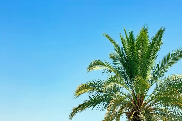 Palm leaves on the right side of the frame in the plain clear sky blue background with copy space, creative summer design, template. Frame from date palms trees branch with lush green leaves