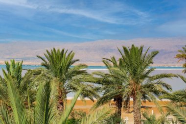 Row of palm trees with green, large leaves against the backdrop of high mountains and blue sky in Dead Sea, Israel. Beautiful landscape - palms tree by the sea. Tropical vacation by the sea. 