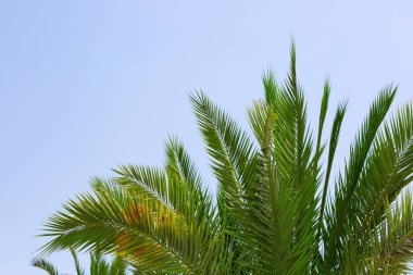 Green date palm leaf branches in the plain sky background with copy space, creative summer design, template. Frame from trees branch against tropical blue sky. Beautiful palm leaves of tree close up