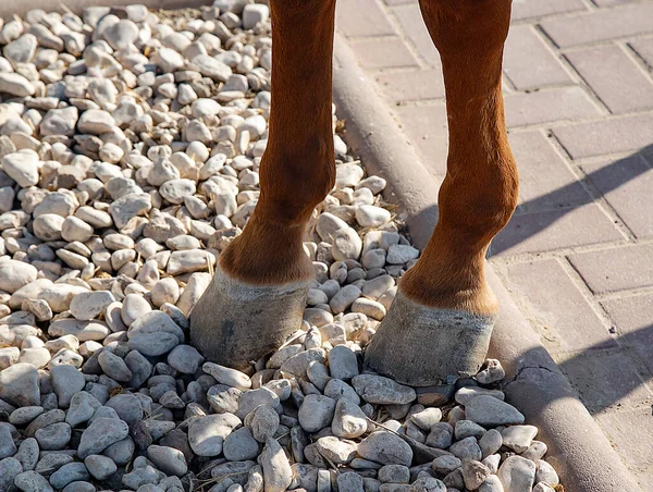 Close up of a horses hoof. Horse\'s hind legs and hooves in resting position on a street. Typical leg position for horses. Brown arabian horse standing on back legs on the road. Equestrian sports