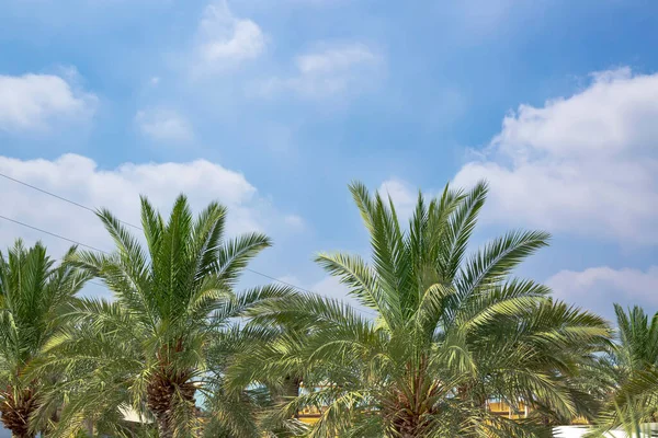View of date palm trees against tropical sky. Looking up at the tops of palm tree in sunlight. Green palm branches in the blue sky background with copy space, creative summer design, travel template.