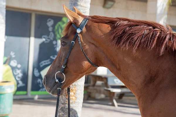 Beautiful chestnut horse stands on a city street. Face portrait of one brown arabian horse mare stallion in town with harness and leather bridle. The horse looks forward with raised ears. Head animal