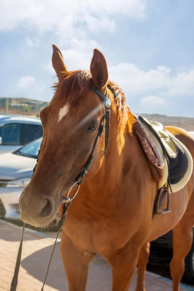 Chestnut horse stands on a city street. Face portrait of one brown arabian horse mare stallion in town with harness and black leather bridle. The horse looks forward with raised ears. Head animal